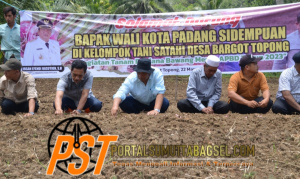 Walikota Padang Sidempuan Hadiri Tanam Perdana Bawang Merah