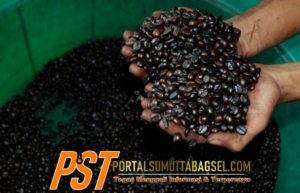 Kopi Sipirok Menjadi Terfavorit Kedua Se Sumatera Utara