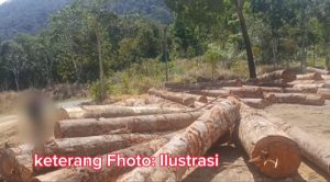 Pengusaha Kayu di Tapsel Sebut Tidak Ada Dibekingi, ‘Izinnya Lengkap’