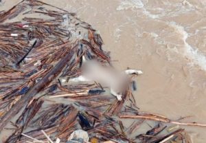 Ditemukan Mayat Mengapung di Sungai Batang Toru/ Kuala Aek Sigumuru Tapsel