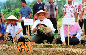 Bupati Dolly Hadiri Panen Perdana Bawang Merah Bersama Koptan Tunas Muda Arse Nauli