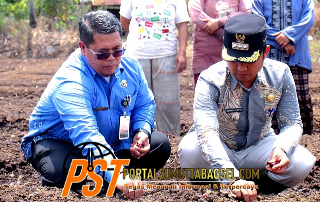 Pemko Padangsidimpuan Gelar Tanam Bawang Merah Di Desa Mompang
