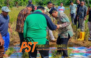 Panen Padi, Pejabat Wali Kota Padangsidimpuan Apresiasi Kelompok Karya Tani