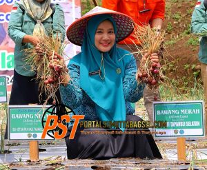 Bupati Bersama Ketua TP PKK Tapsel Lakukan Panen Perdana Bawang Merah Bersama Koptan Desa Simaninggir