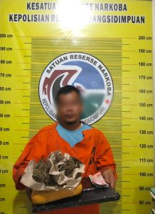Polres P.Sidimpuan Gagalkan Peredaran Ganja: Tersangka Ditangkap, Barang Bukti Disita