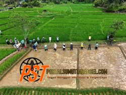 Bupati Tapsel Bersama Masyarakat Hadiri Penanaman Bibit Varietas Unggul di Desa Sarogodung
