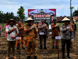 Penanaman Jagung Serentak 1 Juta Hektar di Padangsidimpuan Dukung Ketahanan Pangan Nasional