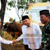 Wabup Tapsel Serahkan Sapi Kurban Presiden Prabowo ke panitia kurban Masjid Agung Syahrun Nur