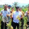 Padangsidimpuan Panen Raya Jagung Serentak Kuartal III, Walikota dan Kapolres Hadir Langsung