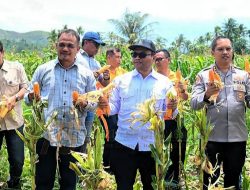 Padangsidimpuan Panen Raya Jagung Serentak Kuartal III, Walikota dan Kapolres Hadir Langsung