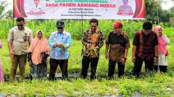 Wali Kota Padangsidimpuan Hadiri Panen Perdana Bawang Merah di Bonan Dolok