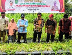 Wali Kota Padangsidimpuan Hadiri Panen Perdana Bawang Merah di Bonan Dolok