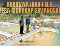 Desa Sidapdap Simanosor Realisasikan Anggaran KETAPANG 2025 melalui Budidaya Ikan Lele