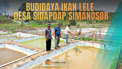 Desa Sidapdap Simanosor Realisasikan Anggaran KETAPANG 2025 melalui Budidaya Ikan Lele