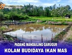 Desa Padang Mandailing Garugur Siap Bersaing Dalam Budidaya Ikan Mas