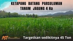 Tidak Muluk – Muluk Batang Parsuluman Targetkan Sedikitnya 45 Ton Jagung Dari 4 Hektar Lahan