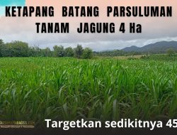 Tidak Muluk – Muluk Batang Parsuluman Targetkan Sedikitnya 45 Ton Jagung Dari 4 Hektar Lahan