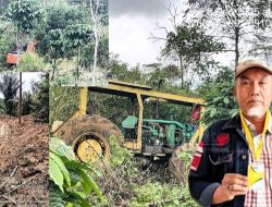 Rampas Setia 08 Tapsel Segera Laporkan Ke Pusat : Siapa Pemilik Beko Yang Diduga Terlibat Penebangan Pohon Di Bulu Mario